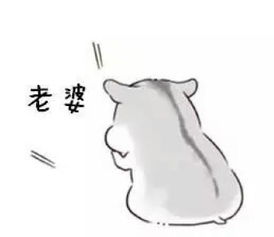 仓鼠表情包老公常用语表情包我养你啊