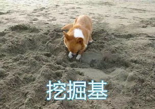 让人不得不宠的四种汪星人,看看你家毛孩子有没有上榜