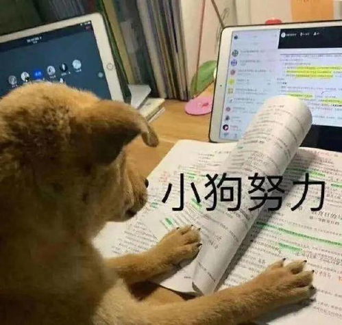 99的减肥党不敢碰的甜蜜炸弹,这样吃根本不长胖