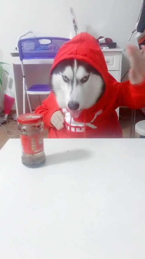 我怎么这么能干表情包能干