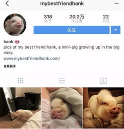 ins爆红粉红可爱迷你猪不相信你的表情包里没有它