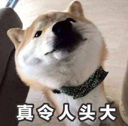 早安表情包可爱沙雕猫咪