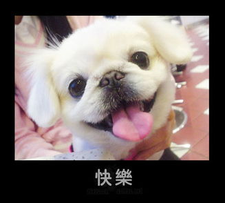 表情包心情紧张猫咪