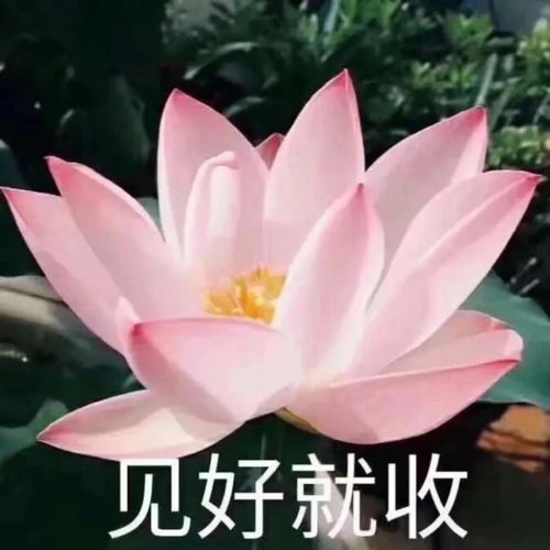 你找了很久的中老年潮流头像