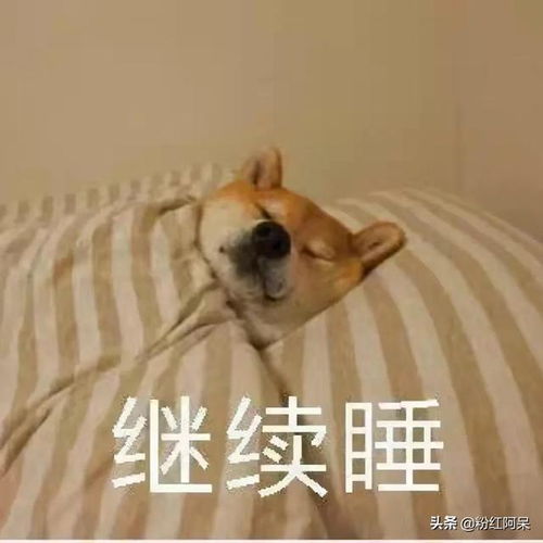 不想起床萌狗表情包