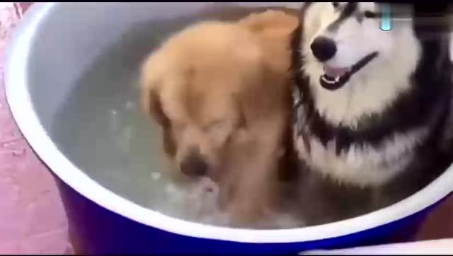当金毛和二哈一起洗澡,你猜犯傻的哪一个是谁太搞笑了