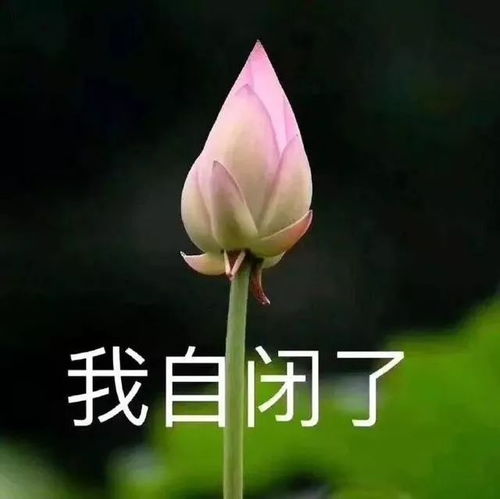 鲸言鲸语2018南大年度表情包来啦