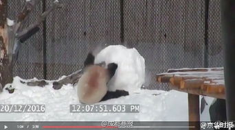 熊猫滚滚玩雪球表情包下载熊猫滚滚玩雪球表情包官方下载