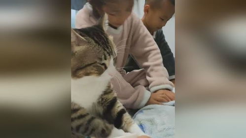 猫咪带俩萌娃给主人按摩,露出一脸不情愿的表情
