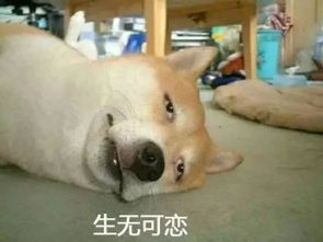 新年到了没点狗年表情包怎么在道上混