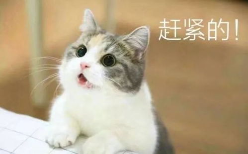 壁纸头像超可爱搞笑猫咪表情包