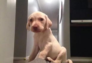 故事家中进贼,两个月大拉布拉多犬也丢失,几天后,小偷把它送回家