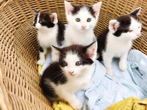 最可爱的猫咪排行榜,最可爱的猫咪品种前十名