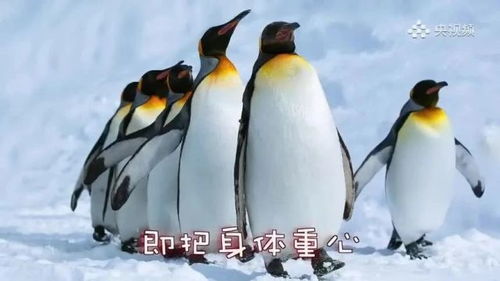 时间定了油价又有调整丨故宫闭馆上热搜,全网等待的图来了