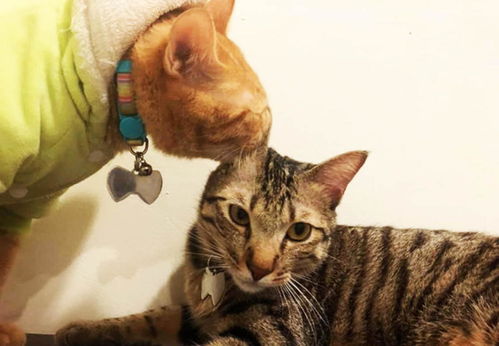 史上最聪明的两只猫,一起实施越狱,画面让人直接笑出猪叫声