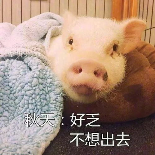 为什么每天都不想出门这简直是猪年第一拨人间真实啊