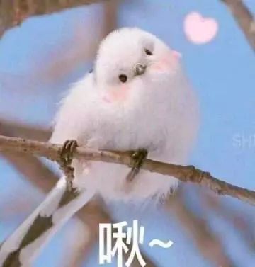 早上好表情包 卖萌表情包