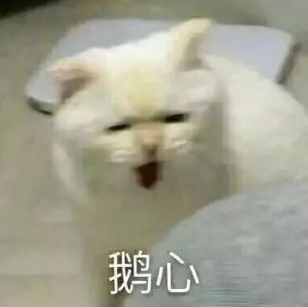 太喜欢沙雕猫狗表情包了,疯狂收图