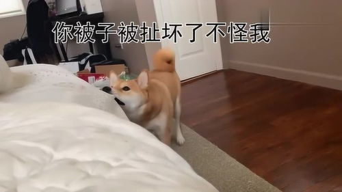 主人早上赖床,柴犬没有早餐吃,愤怒柴犬怒扯被子叫主人起床