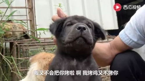 我看你好像中暑了,不如
