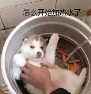 哈士奇洗澡正爽,主人突然加了些热水和菜铲屎的,你想干嘛