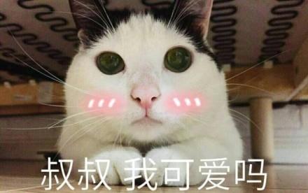 养猫其实没那么容易,千万别再跟风养猫了
