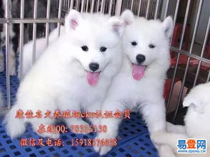 佛山正规犬舍出售纯种带笑脸奥版萨摩耶宝宝-禅城张槎易登网