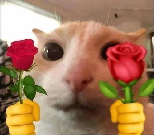 表情包猫猫送玫瑰