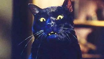 黑猫传奇