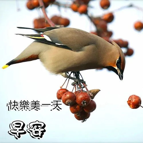 微信动态图片表情包gif早上好