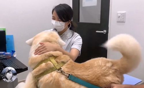 秋田犬去医院打针,中途换成男医生后,狗子的表情变了