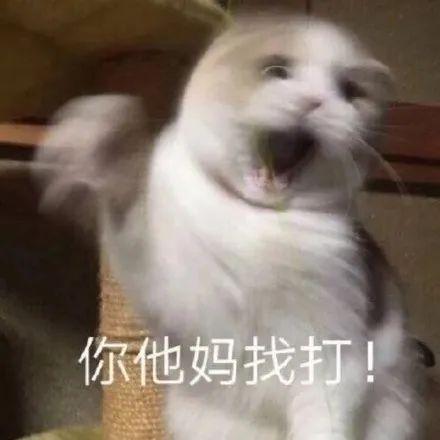 动物动图表情包视频贾青
