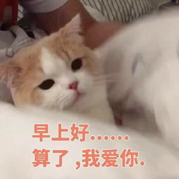 猫咪表情包卖萌撒娇表情喵星人,网友萌到哭腾讯网qq.com