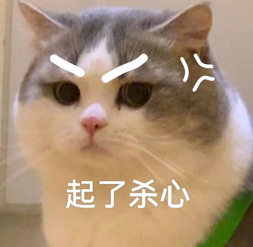 和对象聊天必备表情包,快来接收叭