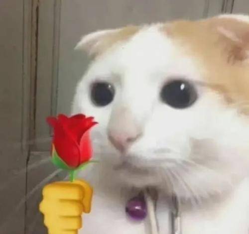 猫咪挠痒痒表情包ins