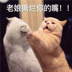 猫咪表情包忘了他吧,我卖萌养你