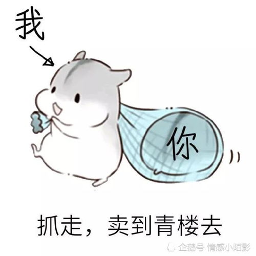 仓鼠表情包老婆,我们回去睡觉觉