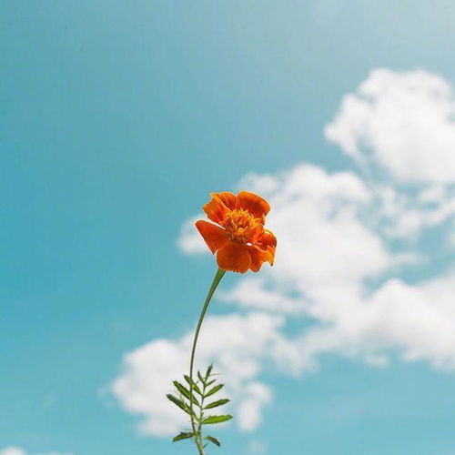 清新治愈的阳光文案,干净温暖走心的句子