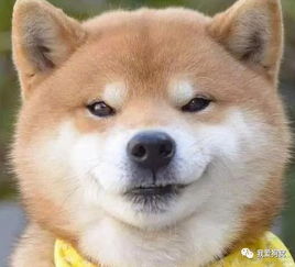 邪恶的笑容表情包柴犬