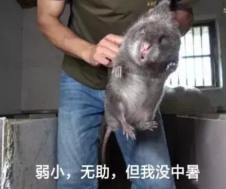 2018年最火的表情包,没用过你这一年都白过了