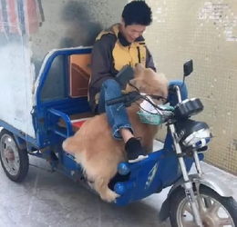 金毛对快递小哥相当热情,自来熟,还要跟小哥走,主人急得想哭狗狗