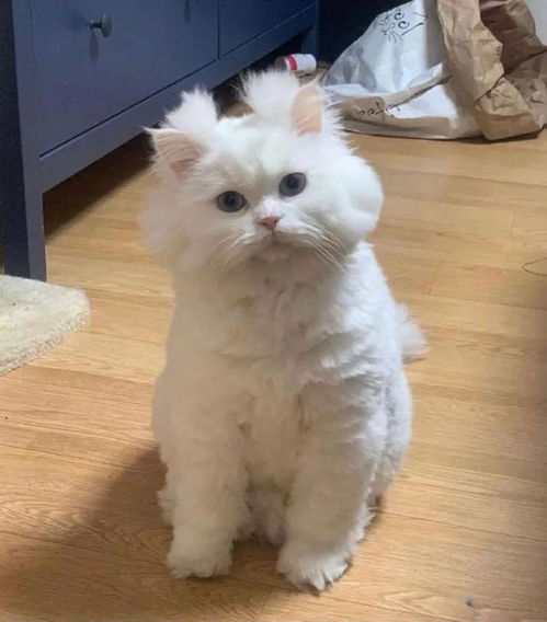 这只猫咪长着一张厌世脸,满脸都写着这个世界与我无关