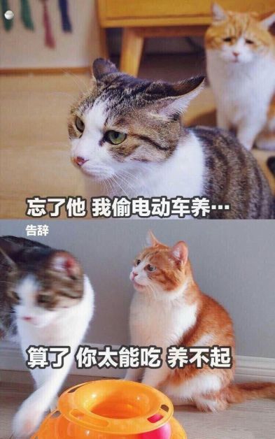 真没想到,我有一天要靠表情包减肥