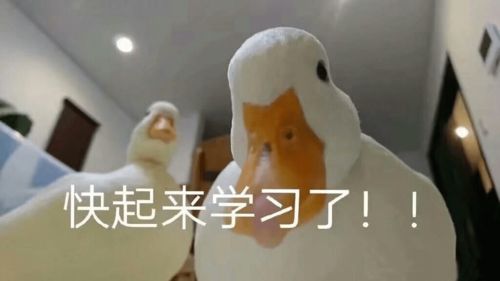 全体成员,把寒假flag支棱起来啊