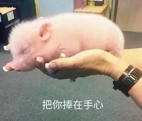 四川发布一级预警猪肉10连跌但这三类猪肉再便宜也不能买
