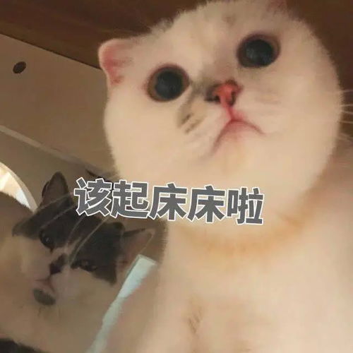 可爱猫咪表情包第一弹姐妹们我给你讲哦,男人说的话千万不要信