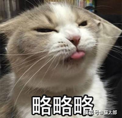 了解猫咪鼻子状况,掌握猫咪健康密码