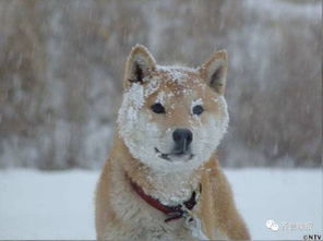 16岁表情包柴犬北登去世日本网民集体哀悼