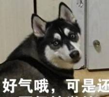养了2年的哈士奇,为报关笼之仇,对男主人做了这样一件事
