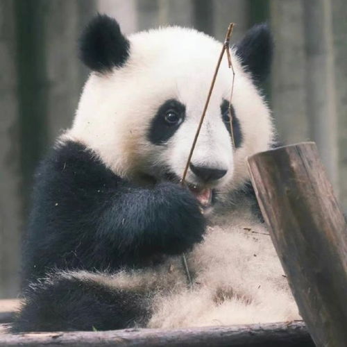 大熊猫萌兰8岁生日快乐和花和叶生日快乐